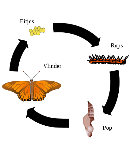 424px-Gulf_Fritillary_Life_Cycle_NL.svg